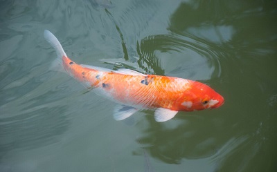 魚什么時(shí)候最好吃？